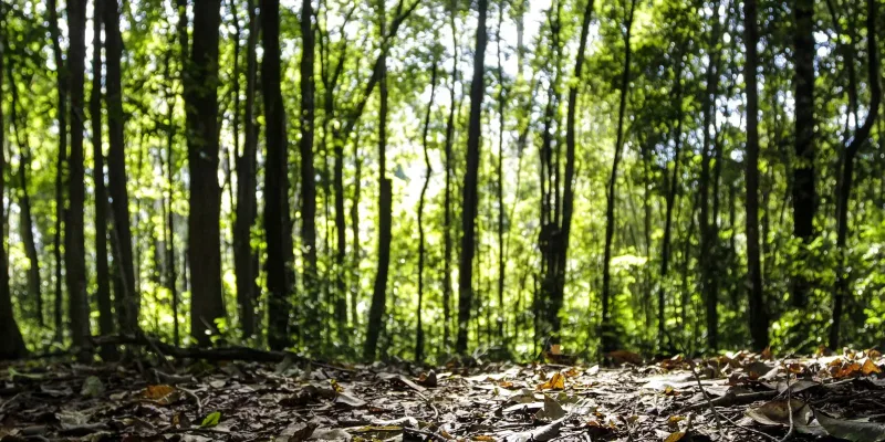 Produção florestal no país alcança recorde de R$ 47,9 bilhões em 2025